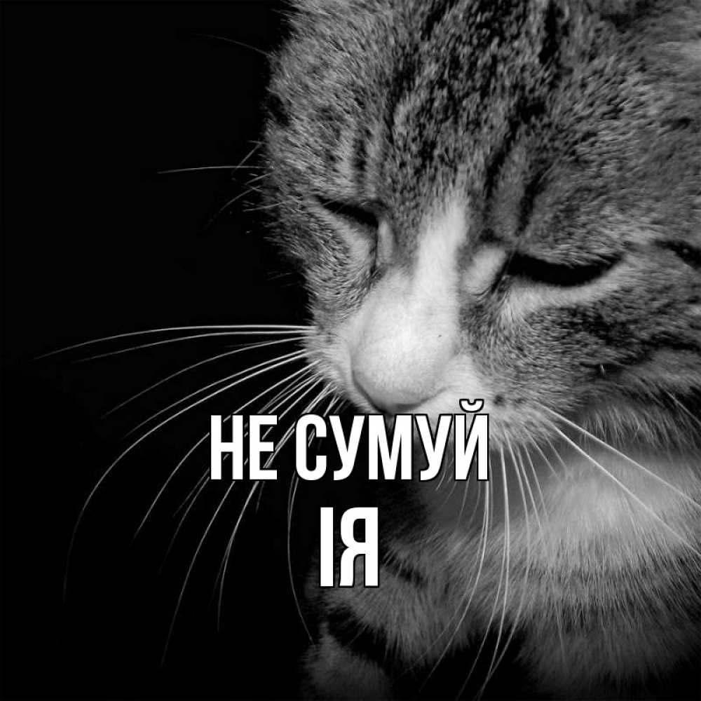 Открытка на каждый день з підписом, Ія Не сумуй грустный котик Прикольна листівка з побажанням онлайн скачати безкоштовно 