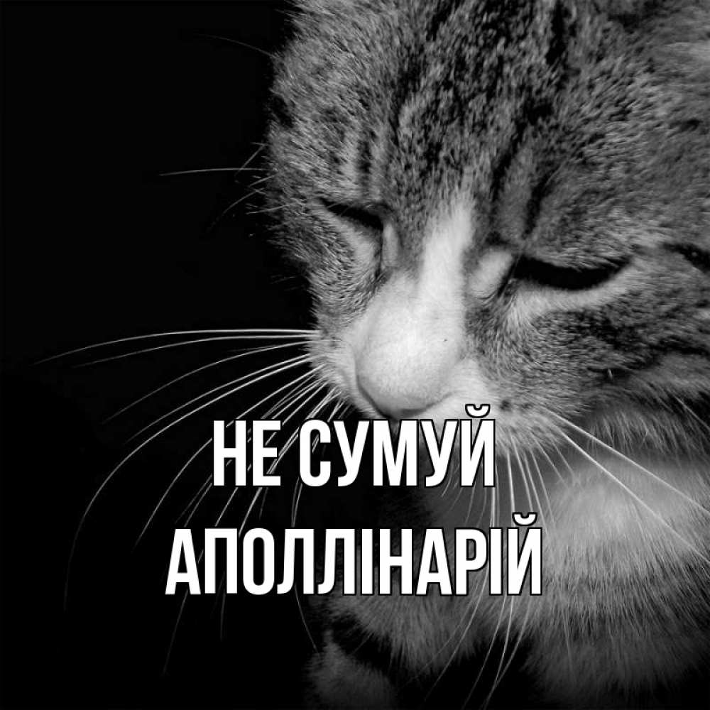 Открытка на каждый день з підписом, Аполлінарій Не сумуй грустный котик Прикольна листівка з побажанням онлайн скачати безкоштовно 