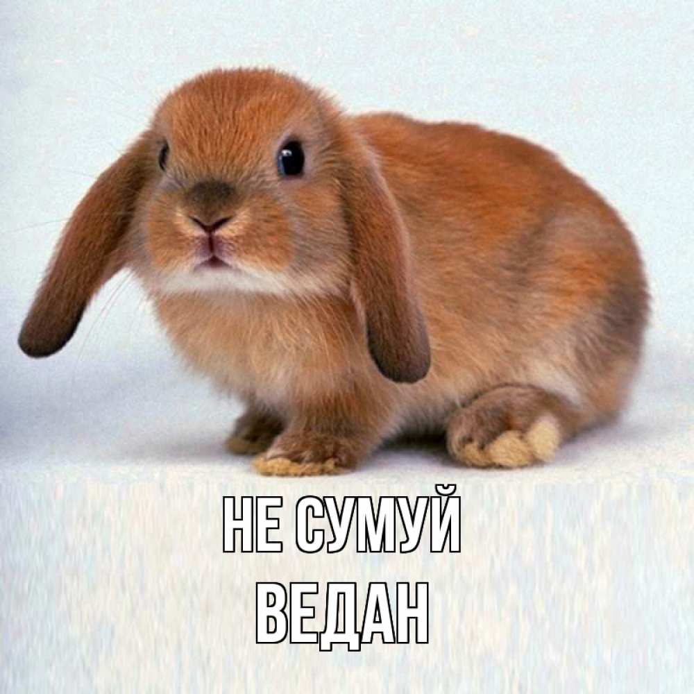 Открытка на каждый день з підписом, Ведан Не сумуй рыжий зая Прикольна листівка з побажанням онлайн скачати безкоштовно 