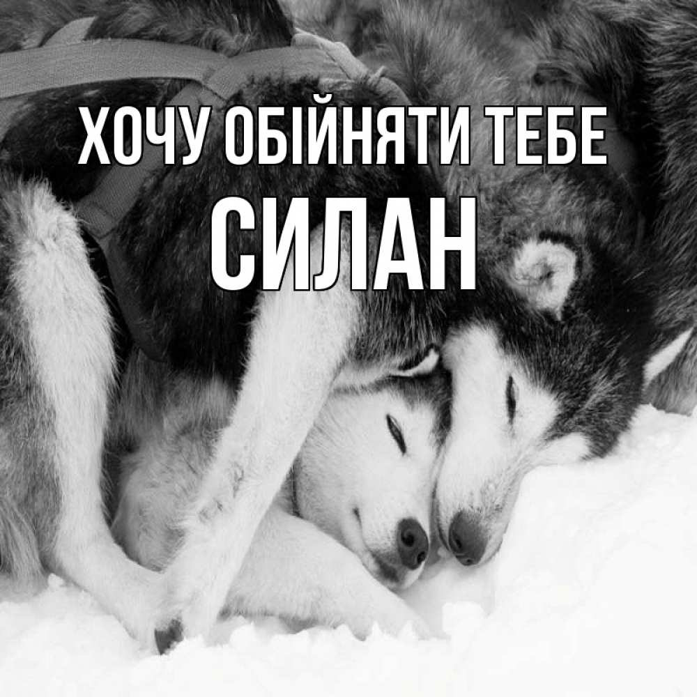 Открытка на каждый день з підписом, Силан Хочу обійняти тебе собачки в упряжке Прикольна листівка з побажанням онлайн скачати безкоштовно 