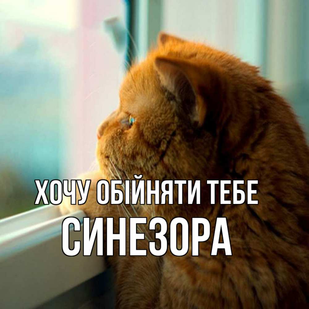 Открытка на каждый день з підписом, Синезора Хочу обійняти тебе большой огромный рыжий котяра Прикольна листівка з побажанням онлайн скачати безкоштовно 