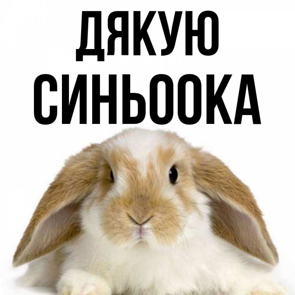 Открытка на каждый день з підписом, Синьоока Дякую коричнево белый заяц Прикольна листівка з побажанням онлайн скачати безкоштовно 