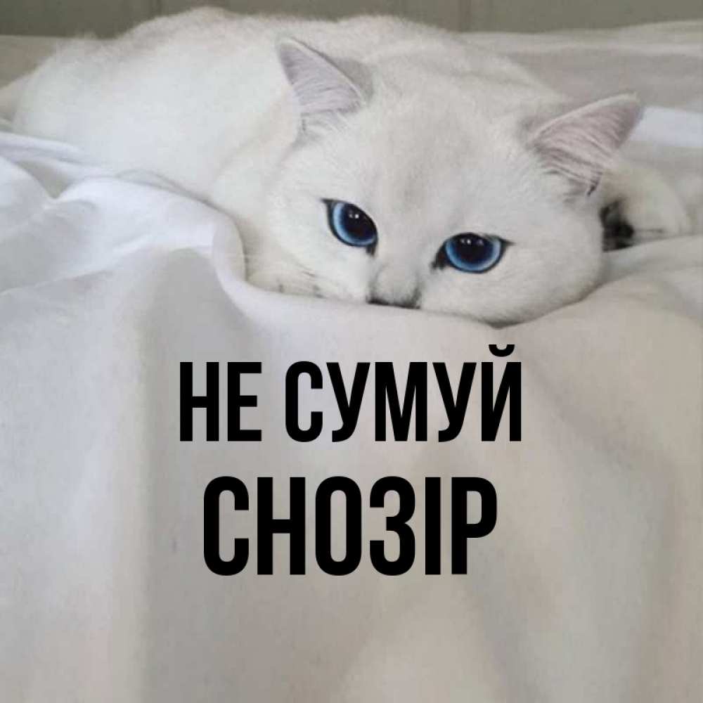 Открытка на каждый день з підписом, Снозір Не сумуй Голубоглазая кошка Прикольна листівка з побажанням онлайн скачати безкоштовно 