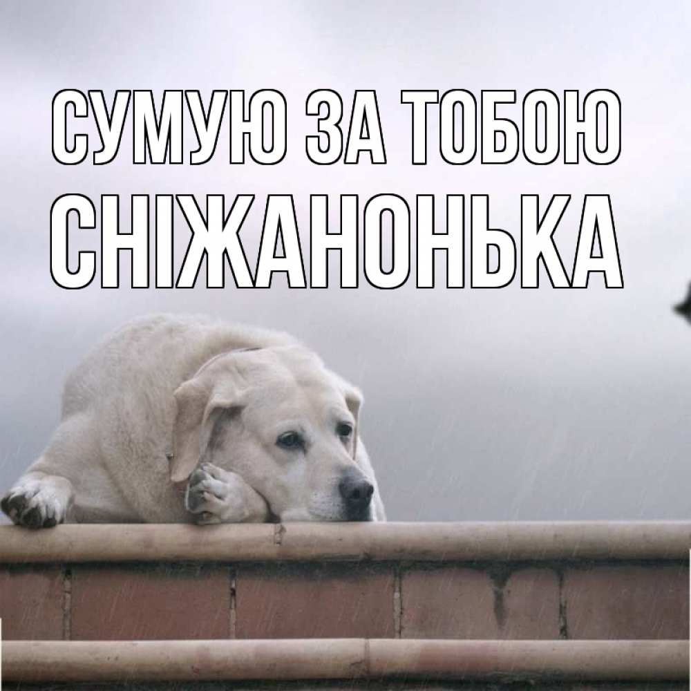 Открытка на каждый день з підписом, Сніжанонька Сумую за тобою ждет Прикольна листівка з побажанням онлайн скачати безкоштовно 