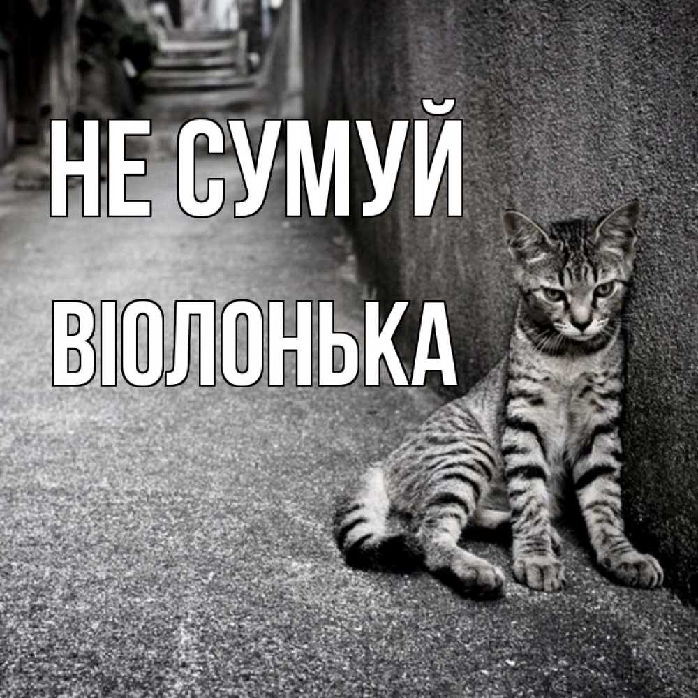 Открытка на каждый день з підписом, Віолонька Не сумуй скучающий котик Прикольна листівка з побажанням онлайн скачати безкоштовно 