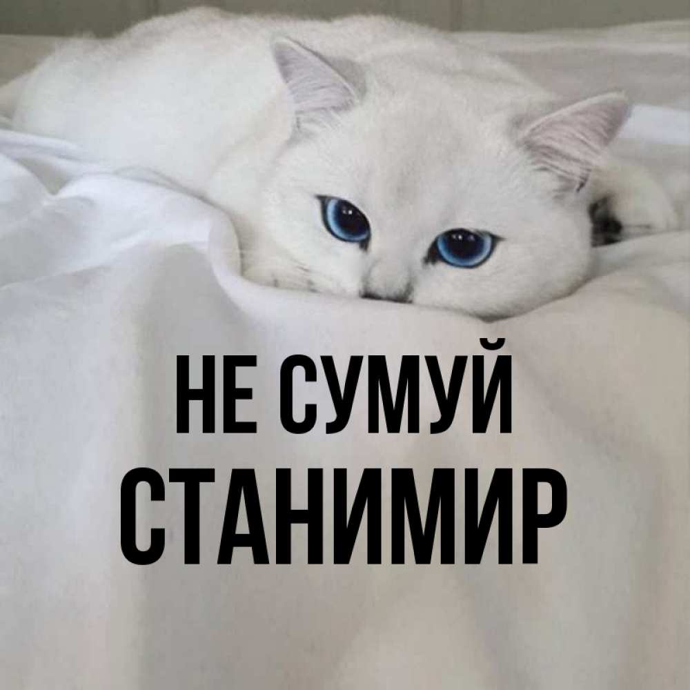 Открытка на каждый день з підписом, Станимир Не сумуй Голубоглазая кошка Прикольна листівка з побажанням онлайн скачати безкоштовно 