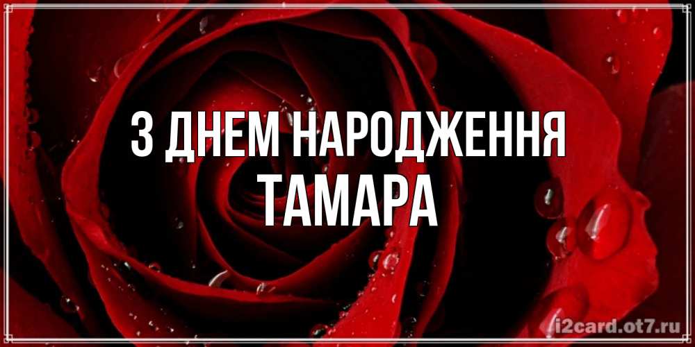 Открытка на каждый день з підписом, Тамара З Днем народження крупная бордовая роза Прикольна листівка з побажанням онлайн скачати безкоштовно 