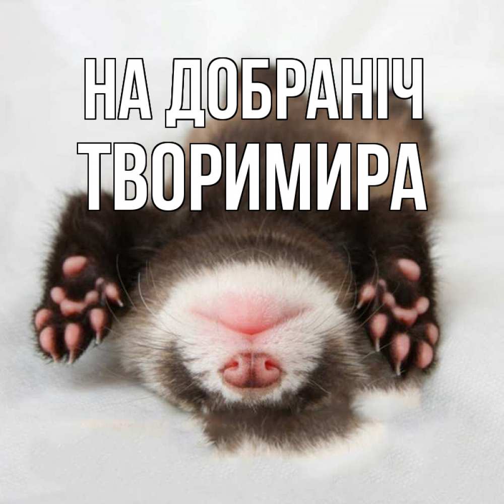 Открытка на каждый день з підписом, Творимира На добраніч зверек Прикольна листівка з побажанням онлайн скачати безкоштовно 