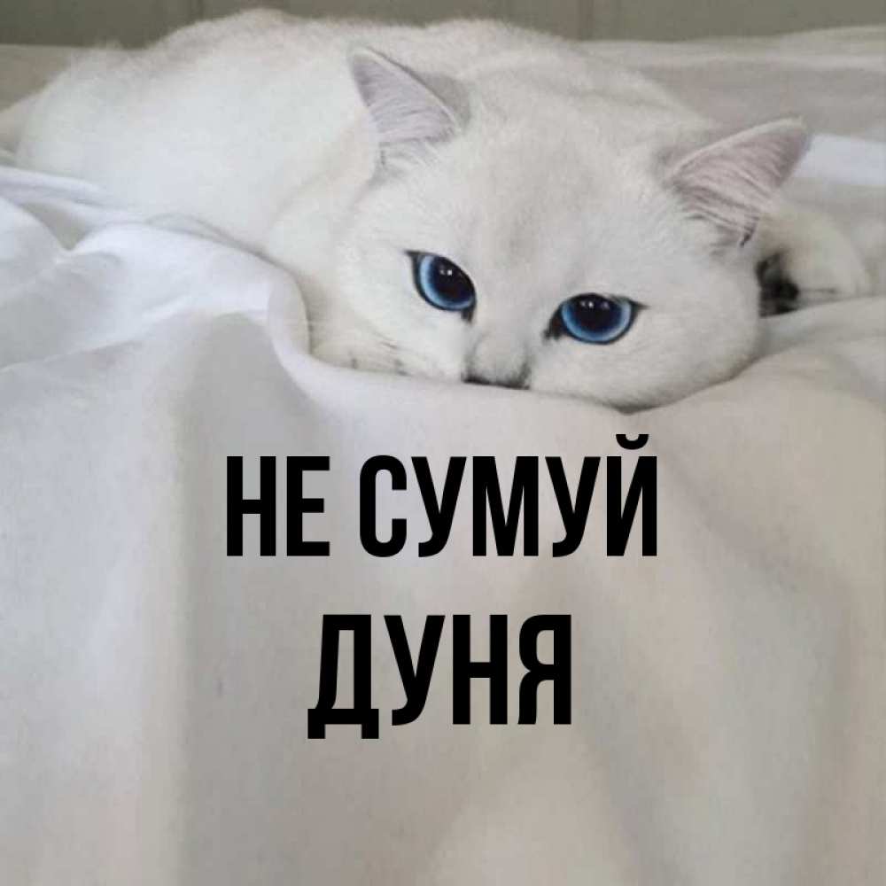 Открытка на каждый день з підписом, Дуня Не сумуй Голубоглазая кошка Прикольна листівка з побажанням онлайн скачати безкоштовно 