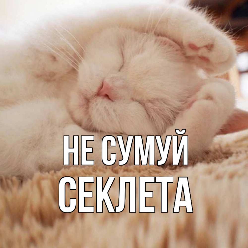 Открытка на каждый день з підписом, Секлета Не сумуй белый кот Прикольна листівка з побажанням онлайн скачати безкоштовно 