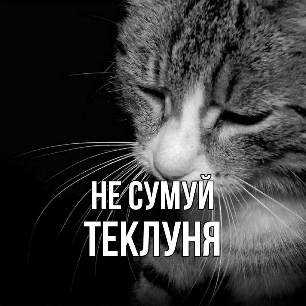 Открытка на каждый день з підписом, Теклуня Не сумуй грустный котик Прикольна листівка з побажанням онлайн скачати безкоштовно 