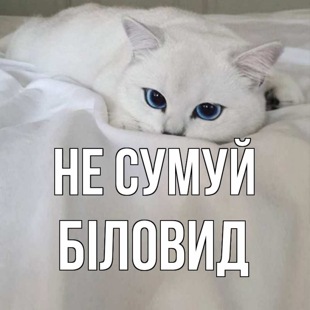 Открытка на каждый день з підписом, Біловид Не сумуй белый кот с голубыми глазами на белоснежной кровати Прикольна листівка з побажанням онлайн скачати безкоштовно 