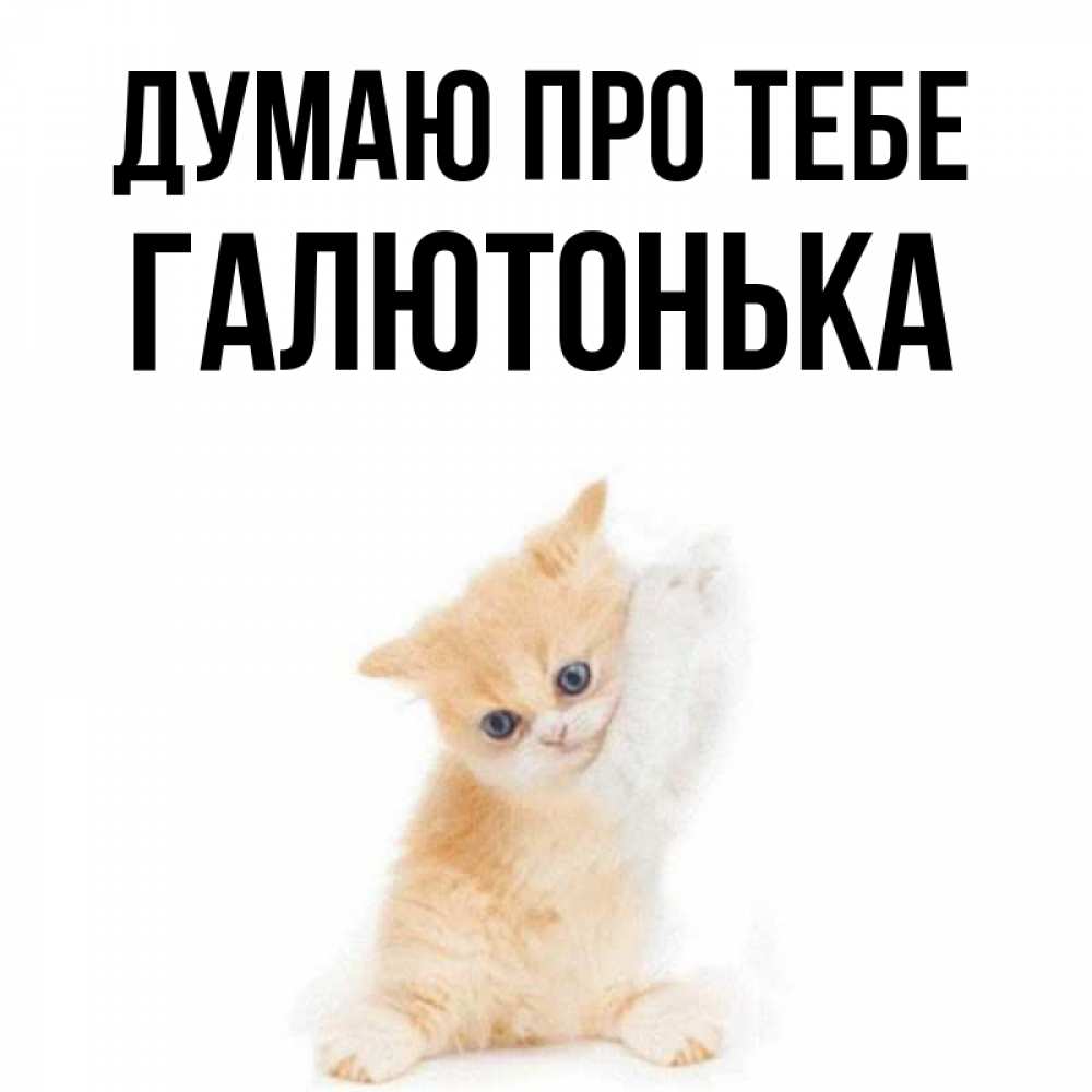 Открытка на каждый день з підписом, Галютонька Думаю про тебе зверушки и милота Прикольна листівка з побажанням онлайн скачати безкоштовно 