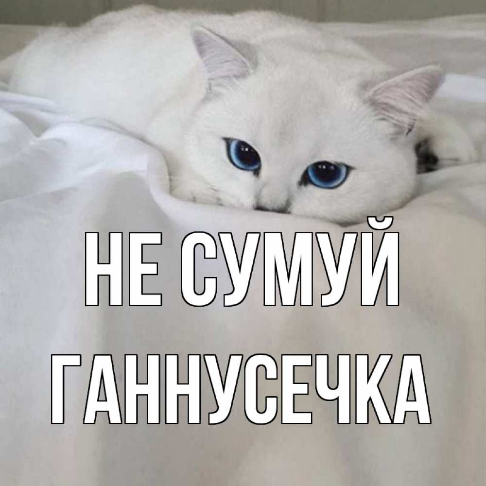 Открытка на каждый день з підписом, Ганнусечка Не сумуй белый кот с голубыми глазами на белоснежной кровати Прикольна листівка з побажанням онлайн скачати безкоштовно 