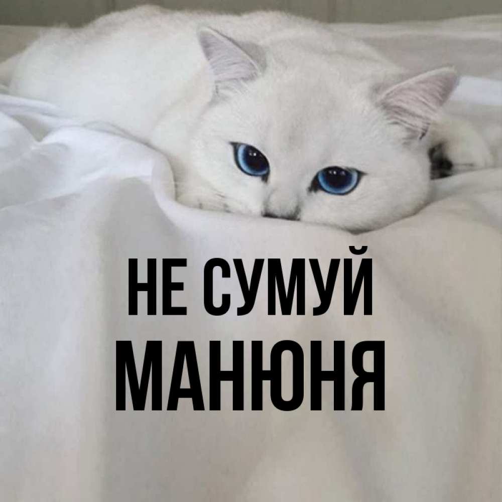 Открытка на каждый день з підписом, Манюня Не сумуй Голубоглазая кошка Прикольна листівка з побажанням онлайн скачати безкоштовно 