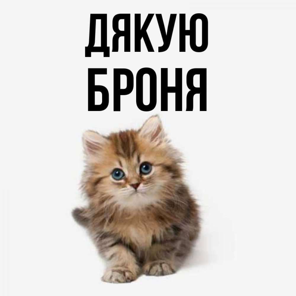 Открытка на каждый день з підписом, Броня Дякую пушистый котик Прикольна листівка з побажанням онлайн скачати безкоштовно 