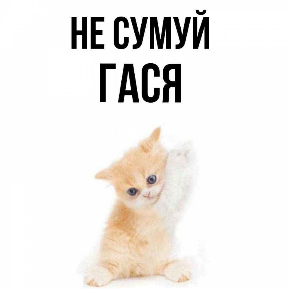 Открытка на каждый день з підписом, Гася Не сумуй просящий кот Прикольна листівка з побажанням онлайн скачати безкоштовно 