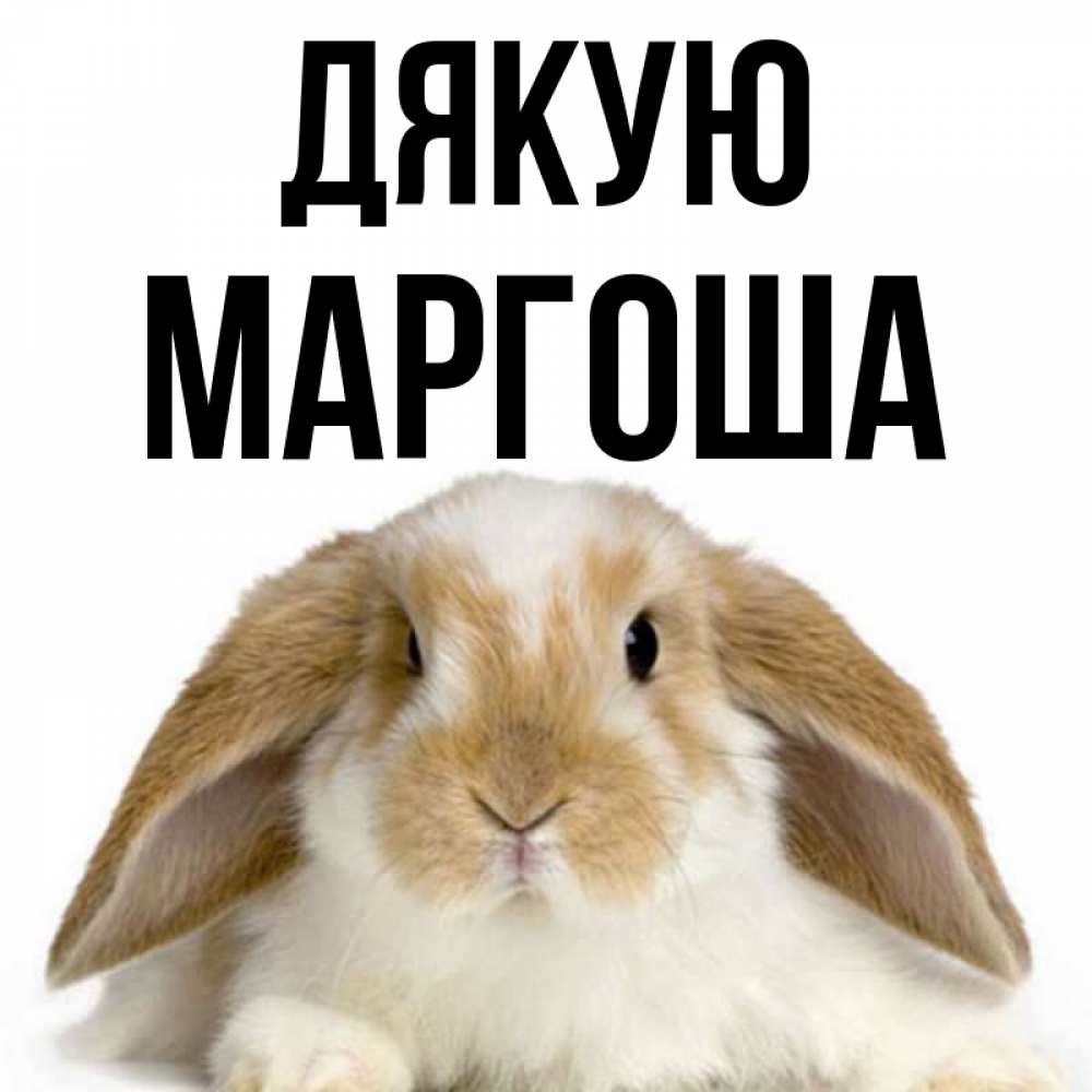 Открытка на каждый день з підписом, Маргоша Дякую коричнево белый заяц Прикольна листівка з побажанням онлайн скачати безкоштовно 