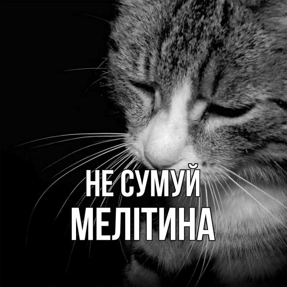 Открытка на каждый день з підписом, Мелітина Не сумуй грустный котик Прикольна листівка з побажанням онлайн скачати безкоштовно 