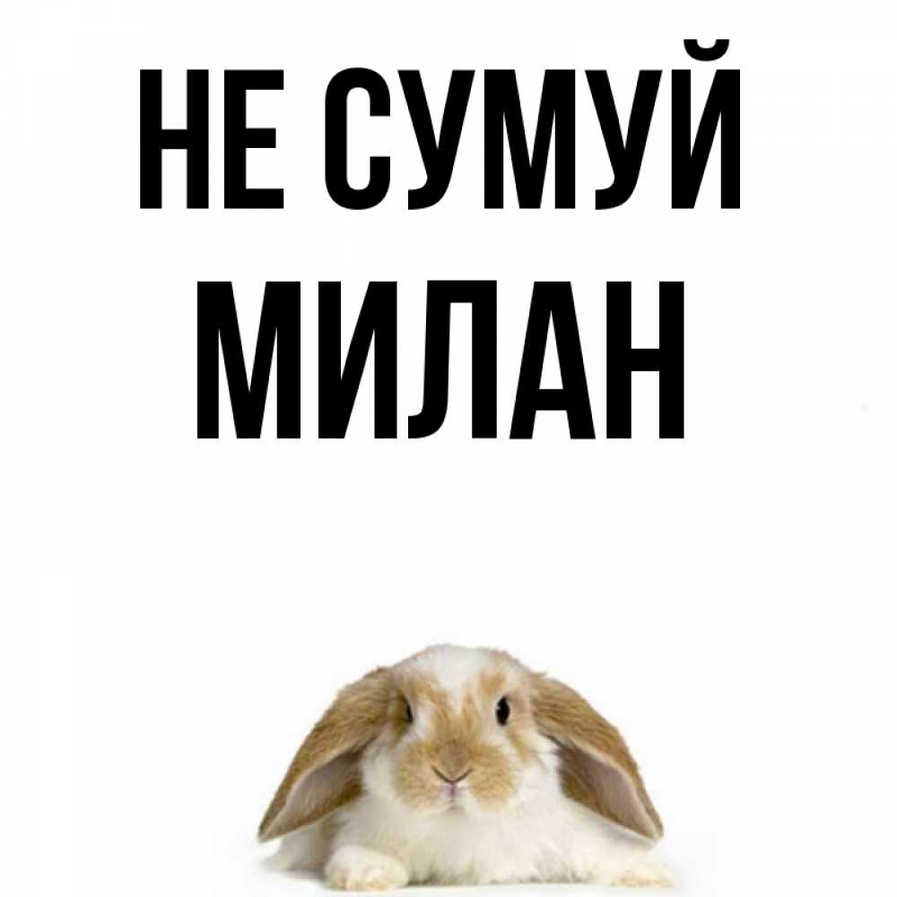 Открытка на каждый день з підписом, Милан Не сумуй коричнево белый заяц с большими ушками Прикольна листівка з побажанням онлайн скачати безкоштовно 