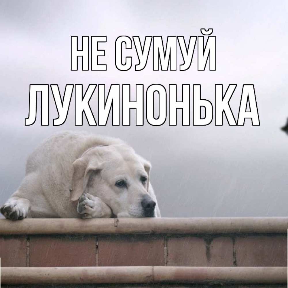 Открытка на каждый день з підписом, Лукинонька Не сумуй белый пес 1 Прикольна листівка з побажанням онлайн скачати безкоштовно 