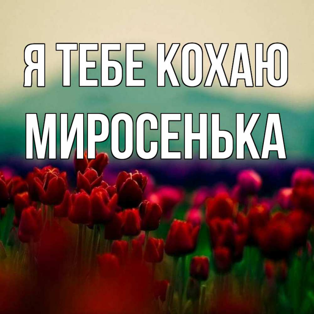 Открытка на каждый день з підписом, Миросенька Я тебе кохаю тюльпаны 4 Прикольна листівка з побажанням онлайн скачати безкоштовно 