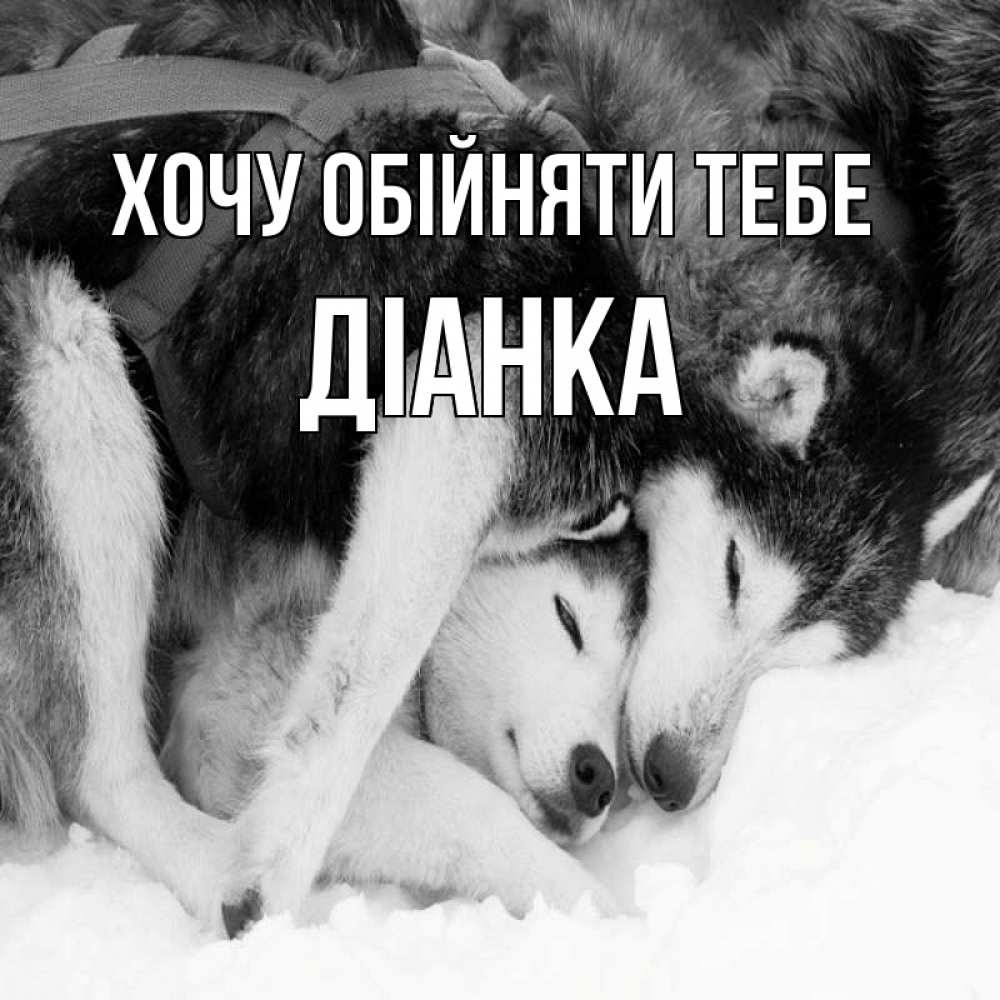 Открытка на каждый день з підписом, Діанка Хочу обійняти тебе собачки в упряжке Прикольна листівка з побажанням онлайн скачати безкоштовно 