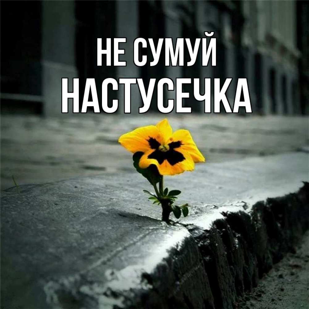 Открытка на каждый день з підписом, Настусечка Не сумуй не сдавайся Прикольна листівка з побажанням онлайн скачати безкоштовно 
