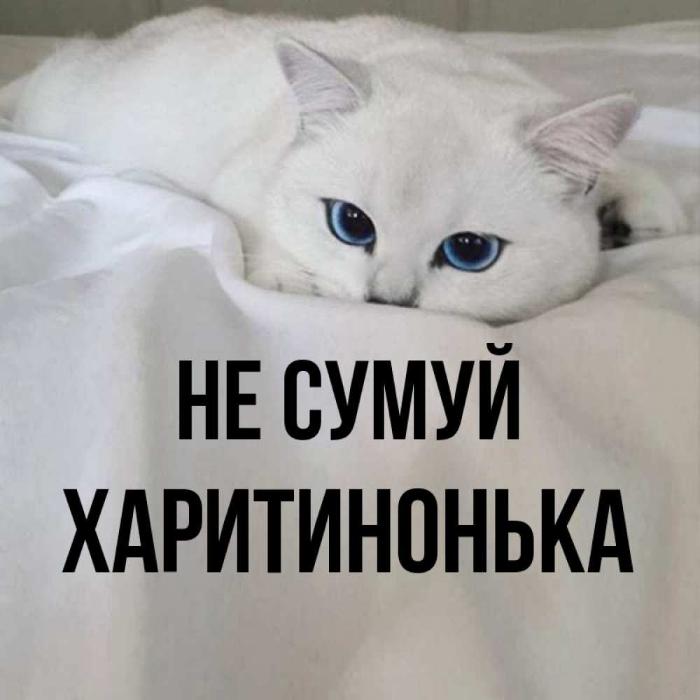 Открытка на каждый день з підписом, Харитинонька Не сумуй Голубоглазая кошка Прикольна листівка з побажанням онлайн скачати безкоштовно 