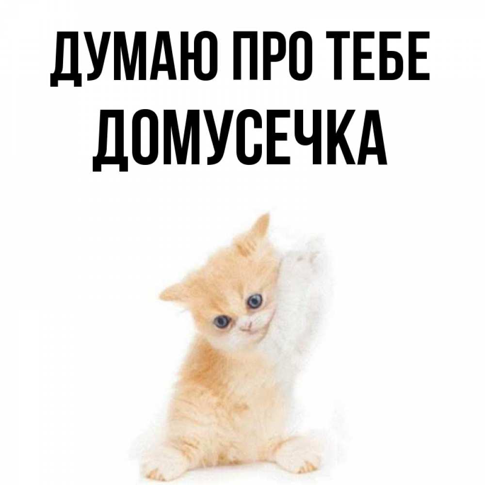 Открытка на каждый день з підписом, Домусечка Думаю про тебе зверушки и милота Прикольна листівка з побажанням онлайн скачати безкоштовно 