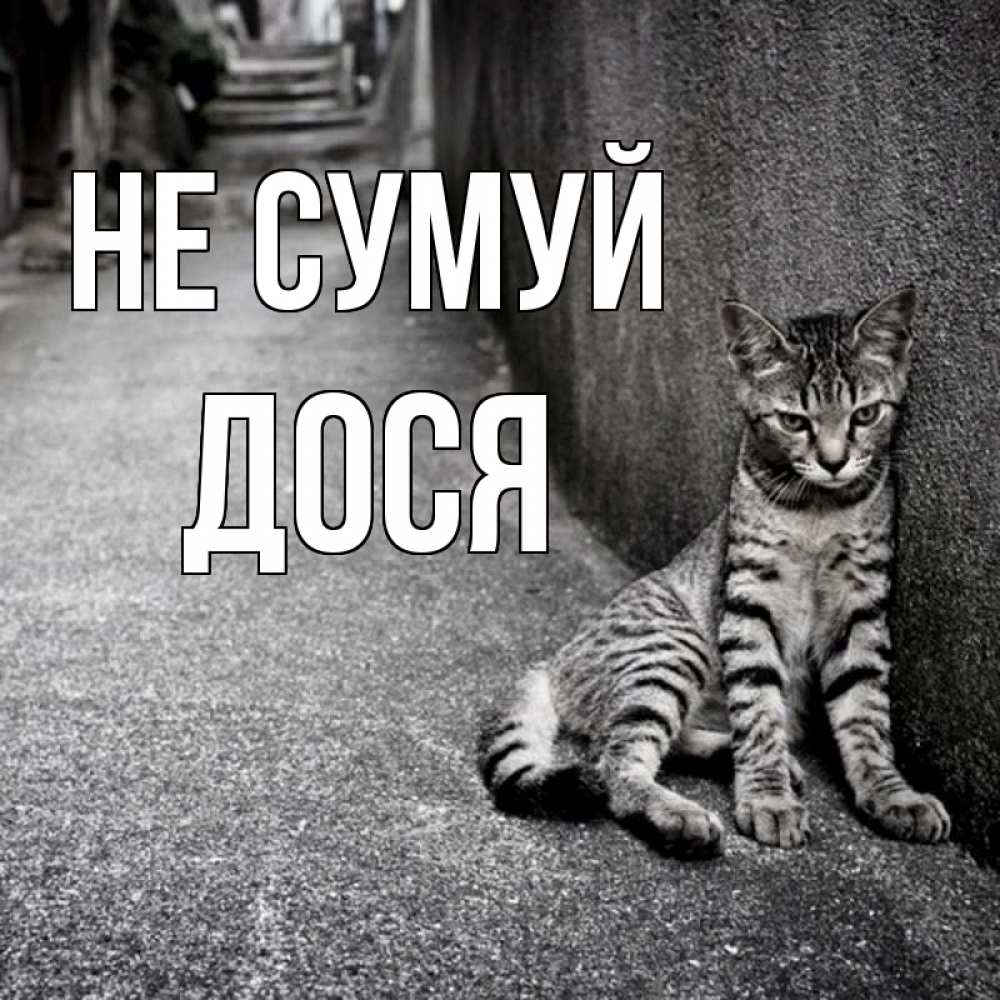 Открытка на каждый день з підписом, Дося Не сумуй скучающий котик Прикольна листівка з побажанням онлайн скачати безкоштовно 