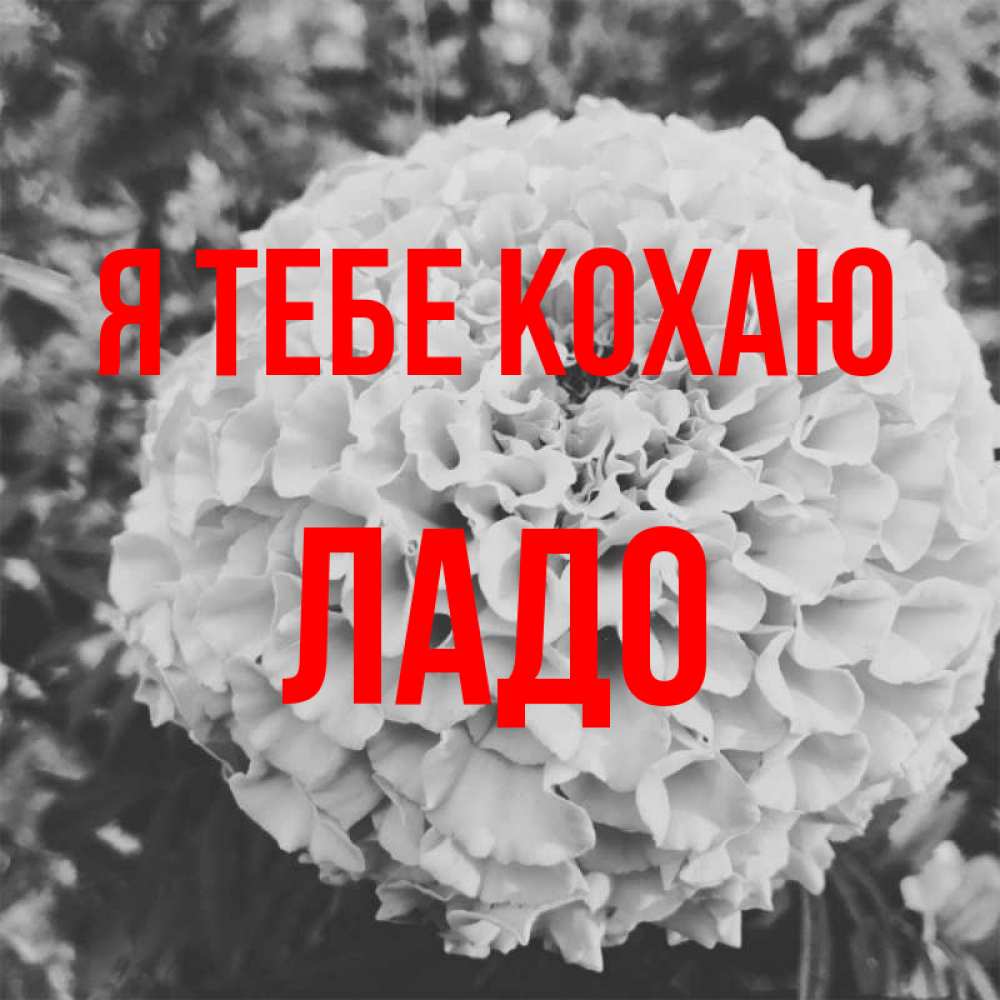 Открытка на каждый день з підписом, Ладо Я тебе кохаю подпись Прикольна листівка з побажанням онлайн скачати безкоштовно 