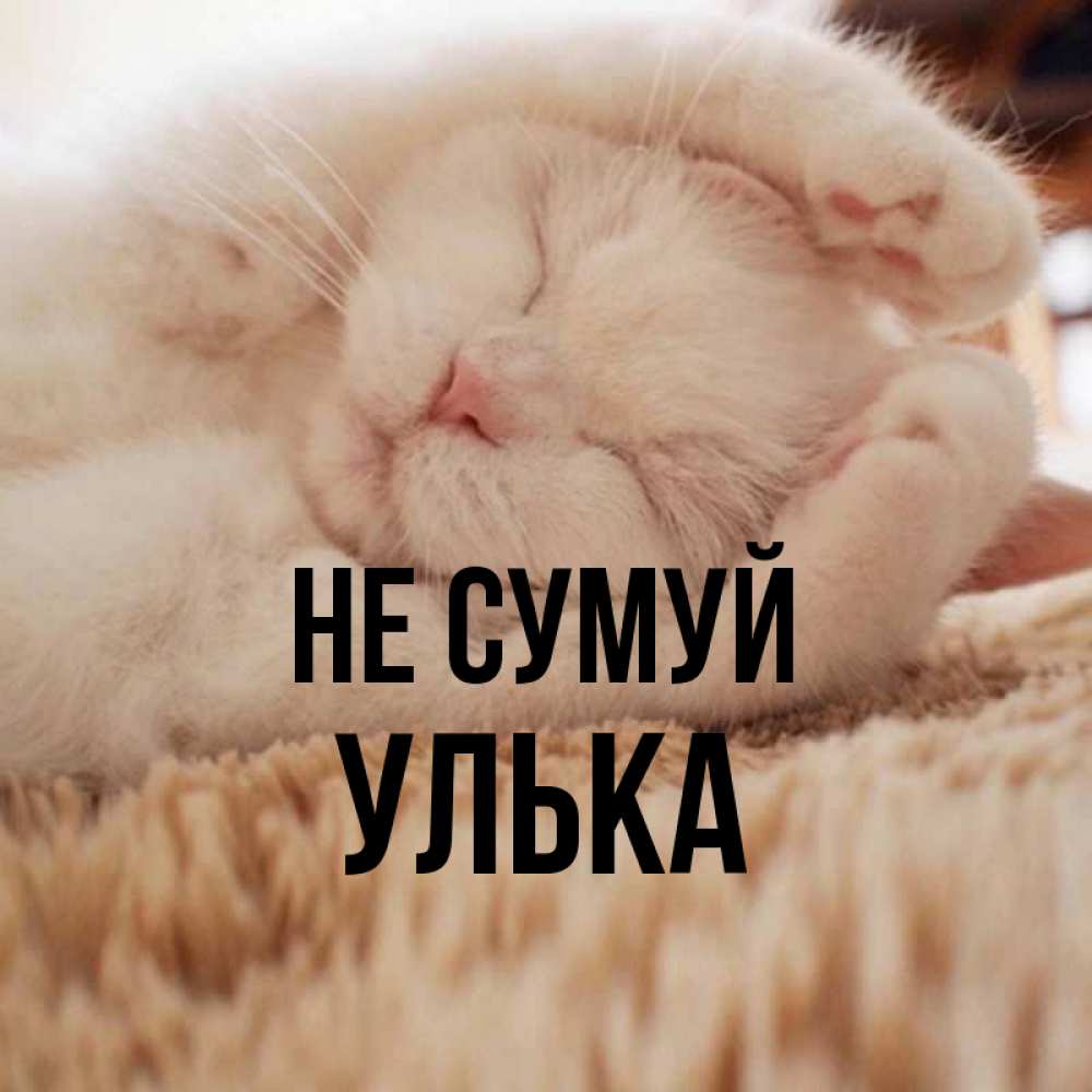 Открытка на каждый день з підписом, Улька Не сумуй Котенок спит Прикольна листівка з побажанням онлайн скачати безкоштовно 