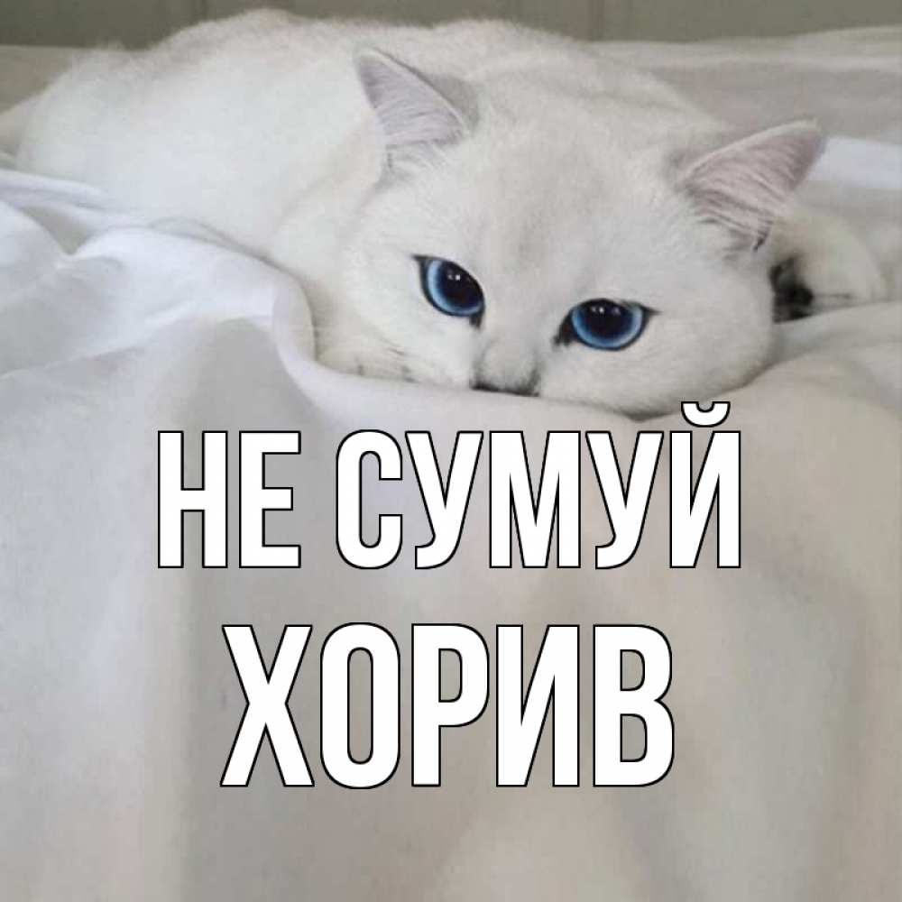 Открытка на каждый день з підписом, Хорив Не сумуй белый кот с голубыми глазами на белоснежной кровати Прикольна листівка з побажанням онлайн скачати безкоштовно 
