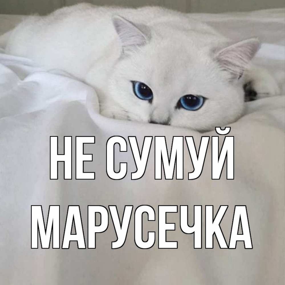 Открытка на каждый день з підписом, Марусечка Не сумуй белый кот с голубыми глазами на белоснежной кровати Прикольна листівка з побажанням онлайн скачати безкоштовно 