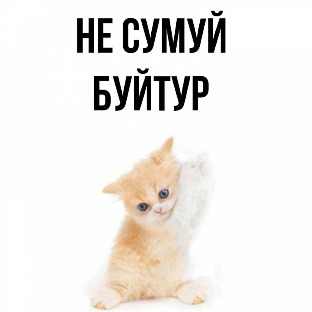 Открытка на каждый день з підписом, Буйтур Не сумуй просящий кот Прикольна листівка з побажанням онлайн скачати безкоштовно 