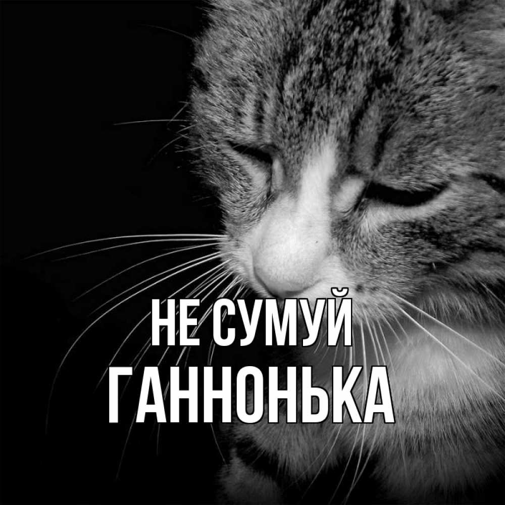 Открытка на каждый день з підписом, Ганнонька Не сумуй грустный котик Прикольна листівка з побажанням онлайн скачати безкоштовно 