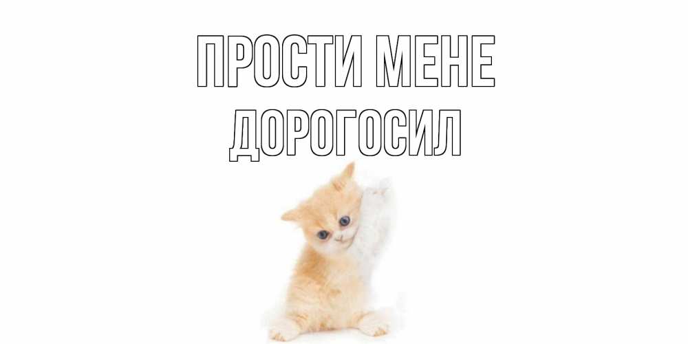 Открытка на каждый день з підписом, Дорогосил Прости мене кот Прикольна листівка з побажанням онлайн скачати безкоштовно 