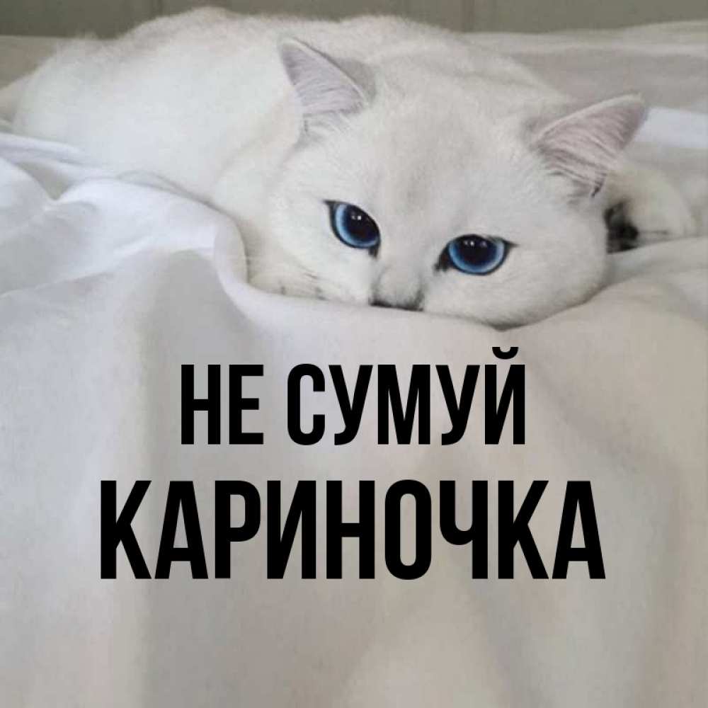 Открытка на каждый день з підписом, Кариночка Не сумуй Голубоглазая кошка Прикольна листівка з побажанням онлайн скачати безкоштовно 
