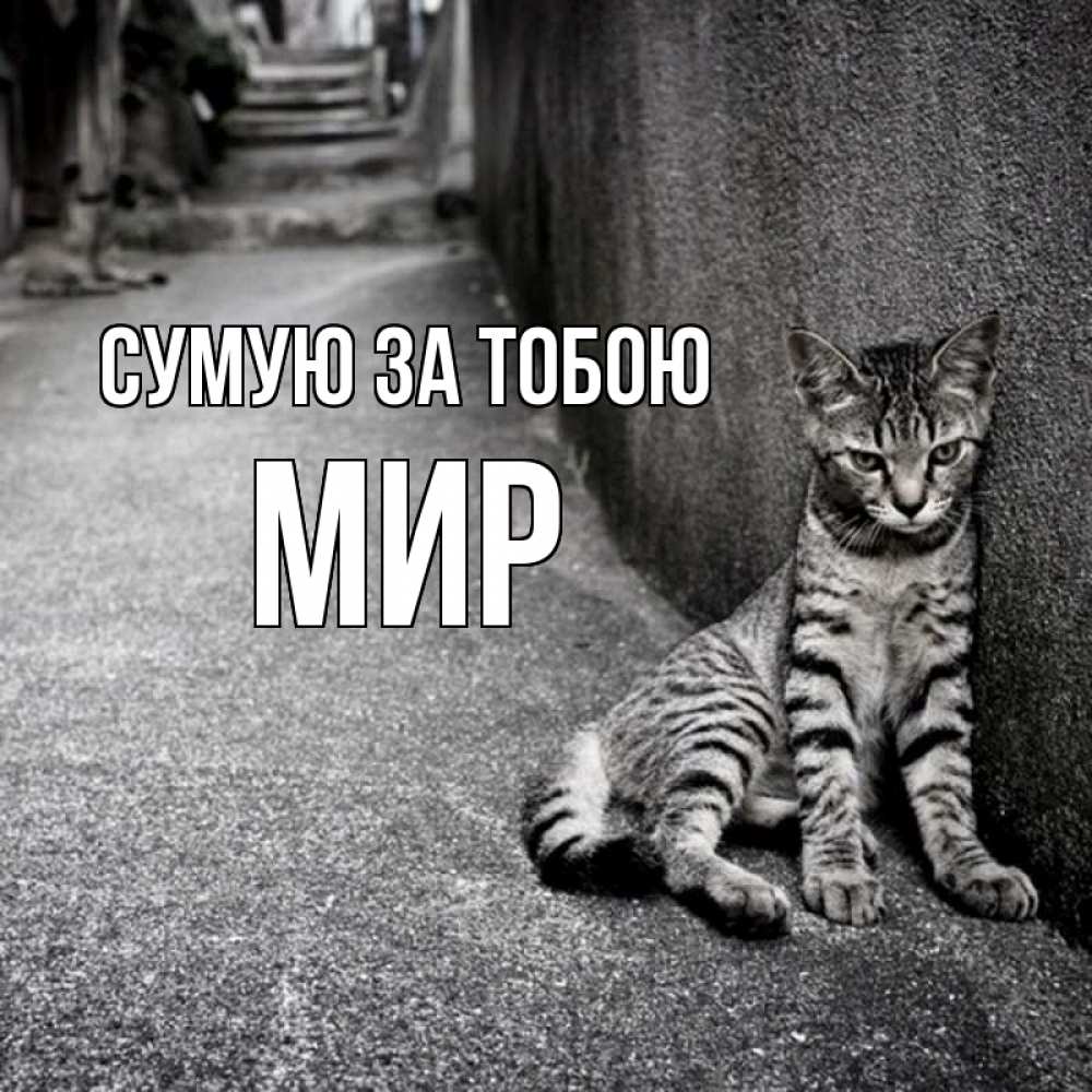 Открытка на каждый день з підписом, Мир Сумую за тобою одиноко котику Прикольна листівка з побажанням онлайн скачати безкоштовно 