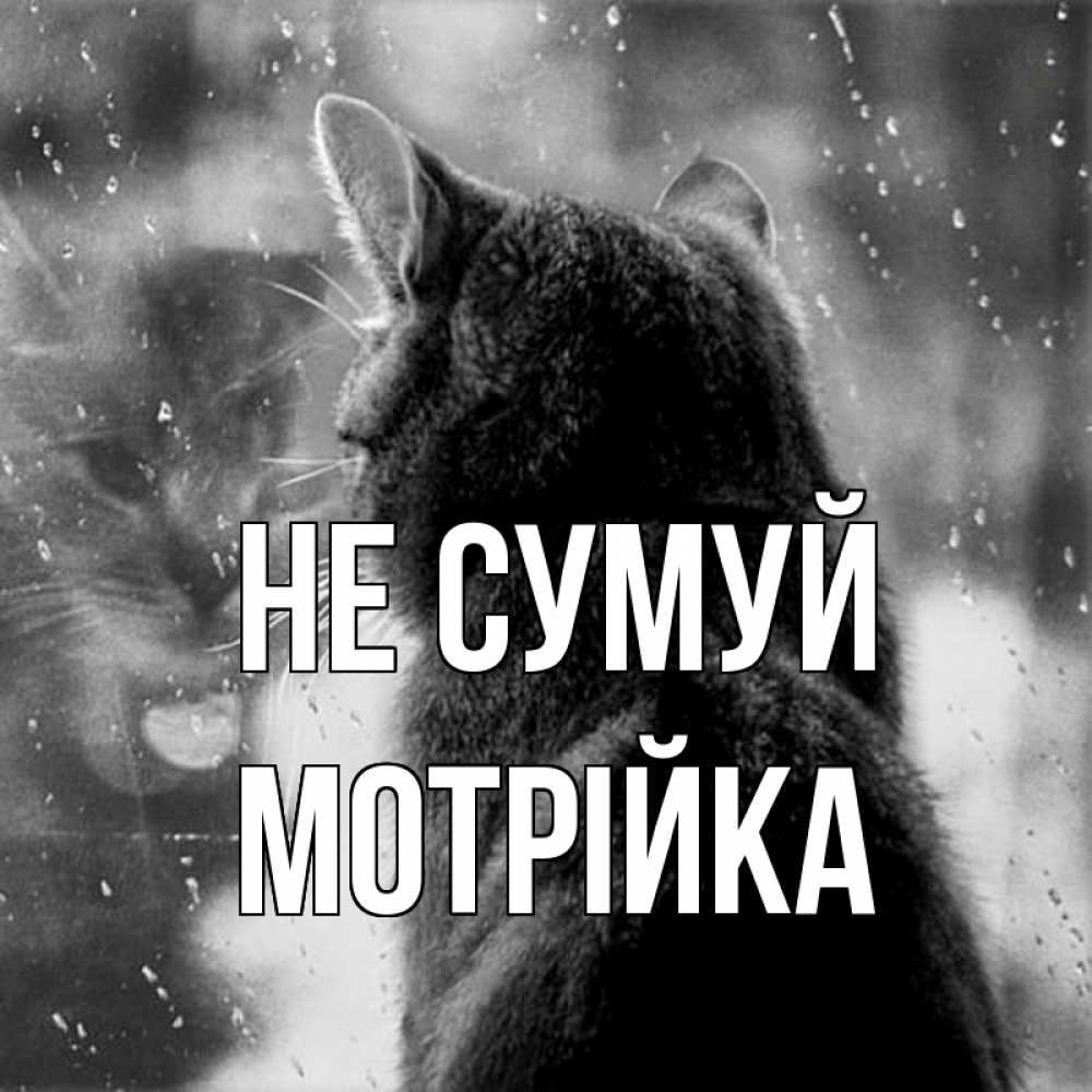 Открытка на каждый день з підписом, Мотрійка Не сумуй отражение кота 1 Прикольна листівка з побажанням онлайн скачати безкоштовно 