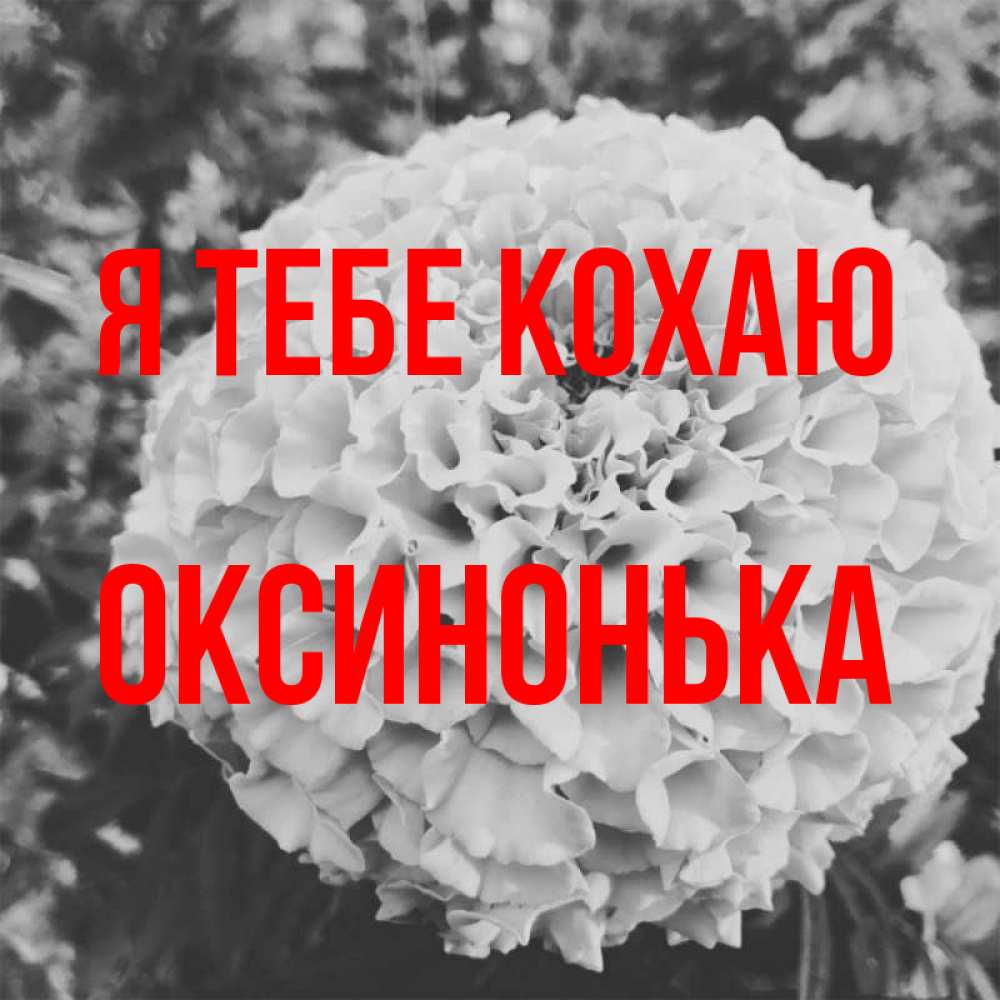 Открытка на каждый день з підписом, Оксинонька Я тебе кохаю подпись Прикольна листівка з побажанням онлайн скачати безкоштовно 