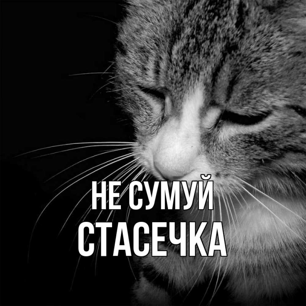 Открытка на каждый день з підписом, Стасечка Не сумуй грустный котик Прикольна листівка з побажанням онлайн скачати безкоштовно 