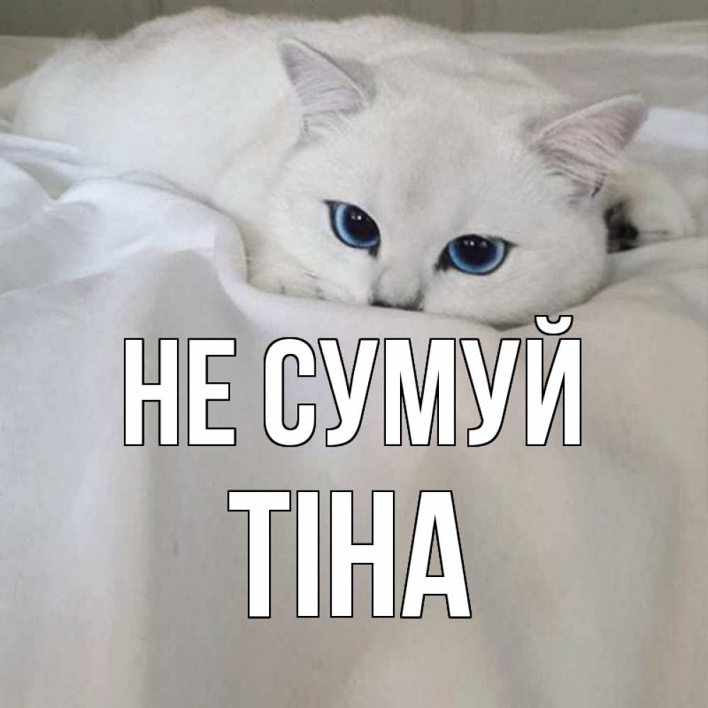 Открытка на каждый день з підписом, Тіна Не сумуй белый кот с голубыми глазами на белоснежной кровати Прикольна листівка з побажанням онлайн скачати безкоштовно 