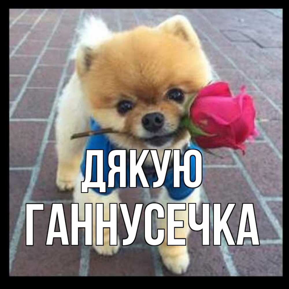 Открытка на каждый день з підписом, Ганнусечка Дякую спасибо и дарю тебе цветок Прикольна листівка з побажанням онлайн скачати безкоштовно 