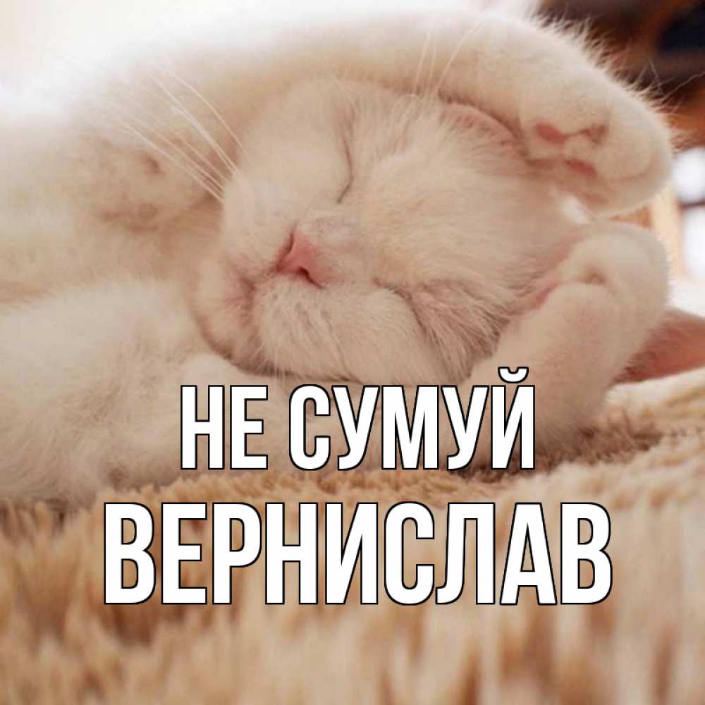Открытка на каждый день з підписом, Вернислав Не сумуй белый кот Прикольна листівка з побажанням онлайн скачати безкоштовно 
