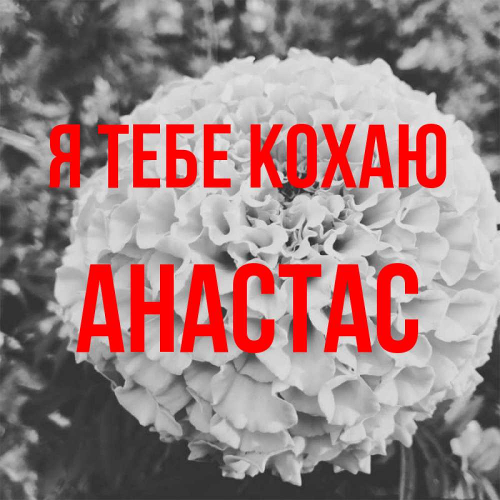 Открытка на каждый день з підписом, Анастас Я тебе кохаю подпись Прикольна листівка з побажанням онлайн скачати безкоштовно 