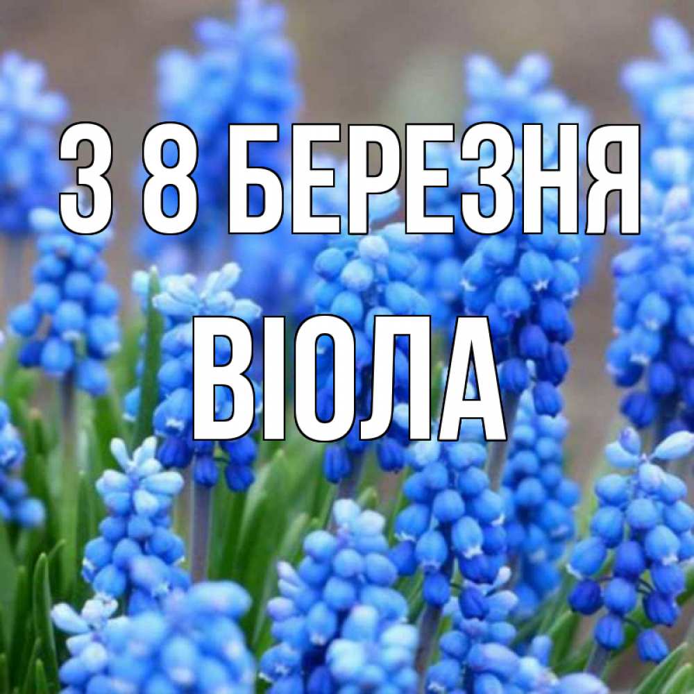 Открытка на каждый день з підписом, Віола З 8 БЕРЕЗНЯ Поздравительная открытка для женщин с цветами на праздничную дату Прикольна листівка з побажанням онлайн скачати безкоштовно 