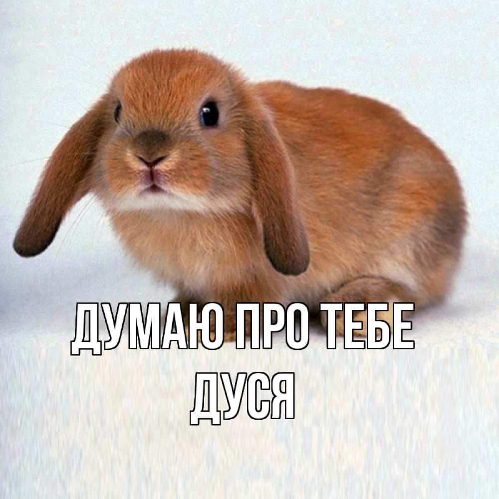 Открытка на каждый день з підписом, Дуся Думаю про тебе кроль коричневый Прикольна листівка з побажанням онлайн скачати безкоштовно 