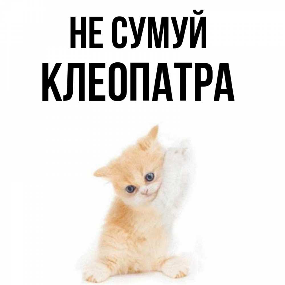 Открытка на каждый день з підписом, Клеопатра Не сумуй просящий кот Прикольна листівка з побажанням онлайн скачати безкоштовно 